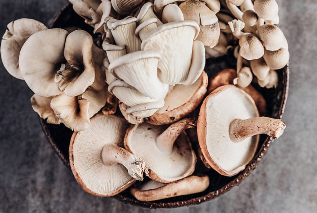 Meet your friendly fungi: Shiitake